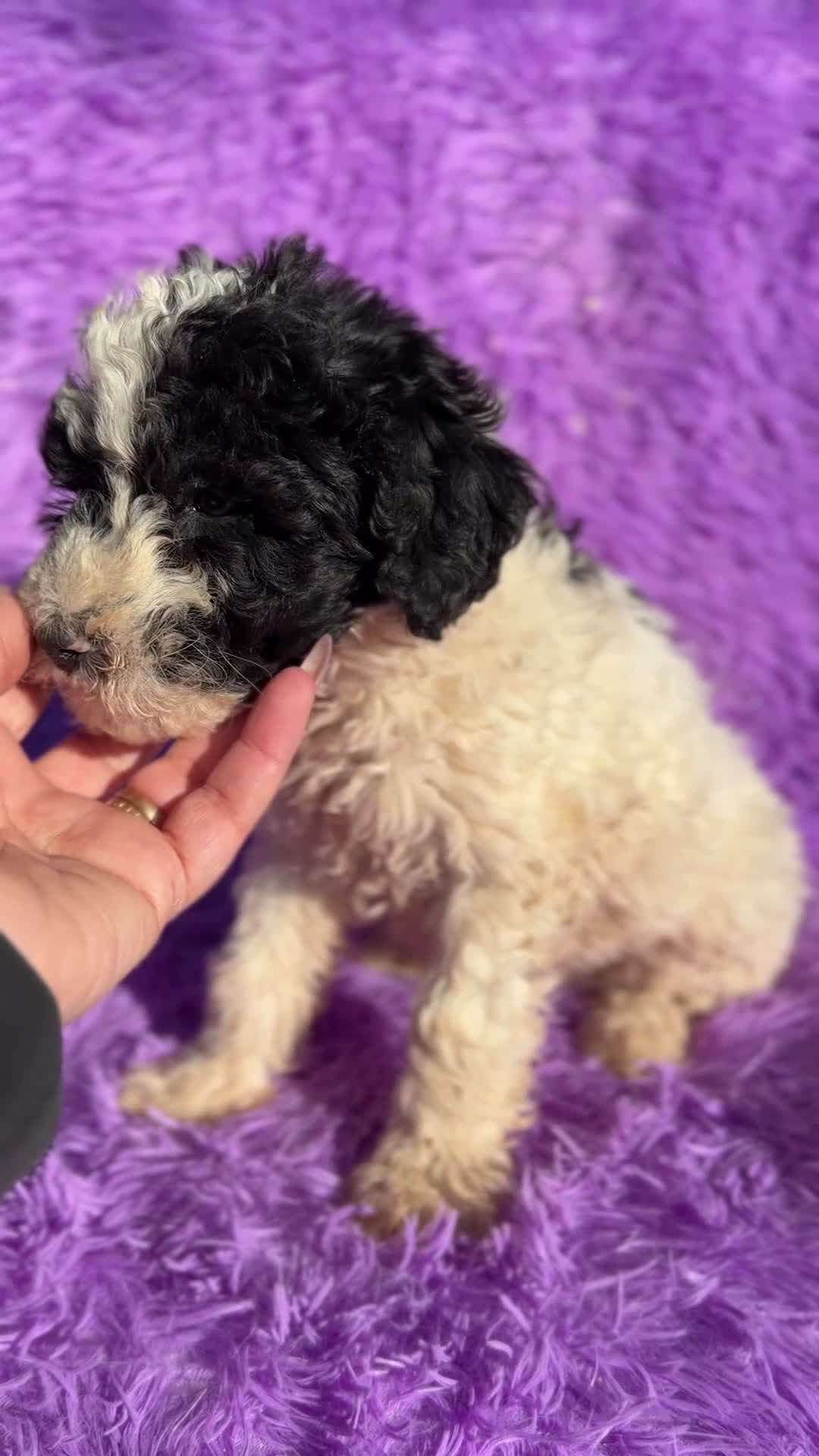 Perro de Agua Español perros en venta: Pdae blanco   y negro - Video 1