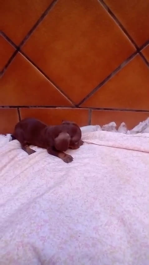 Teckel Miniatura perros en venta: Teckel kaninchen  - Video 3