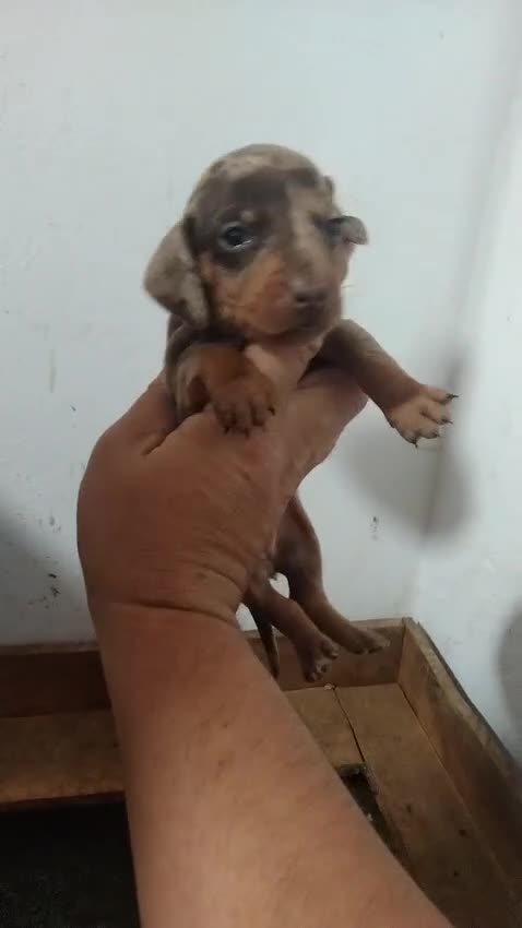 Teckel perros en venta: Espectacular camada de Teckel chocolate Arlequín - Video 5