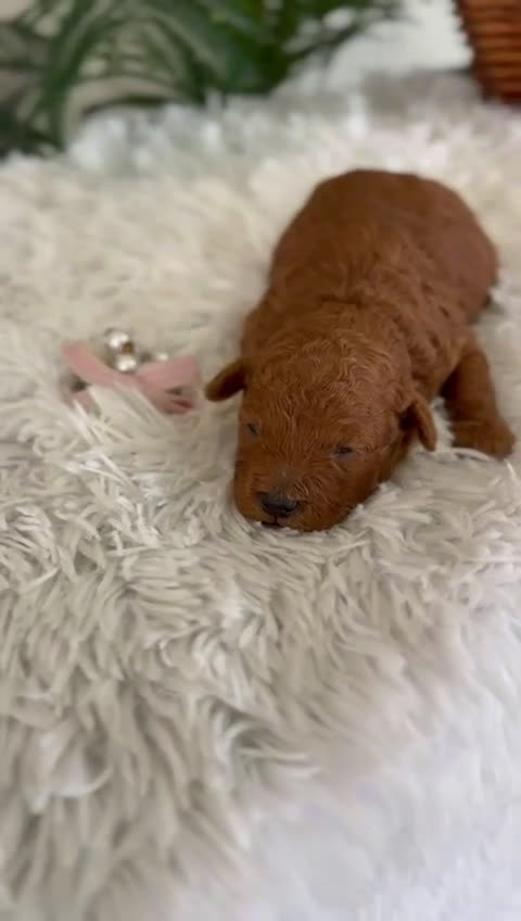 Caniche Toy perros en venta: CANICHE TOY HEMBRA - Video 2