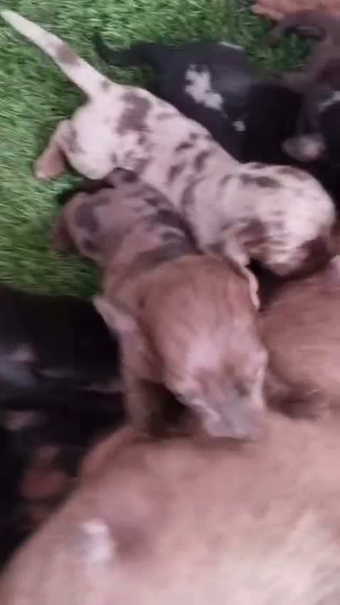 Teckel Miniatura perros en venta: Teckel kanichen - Video 1