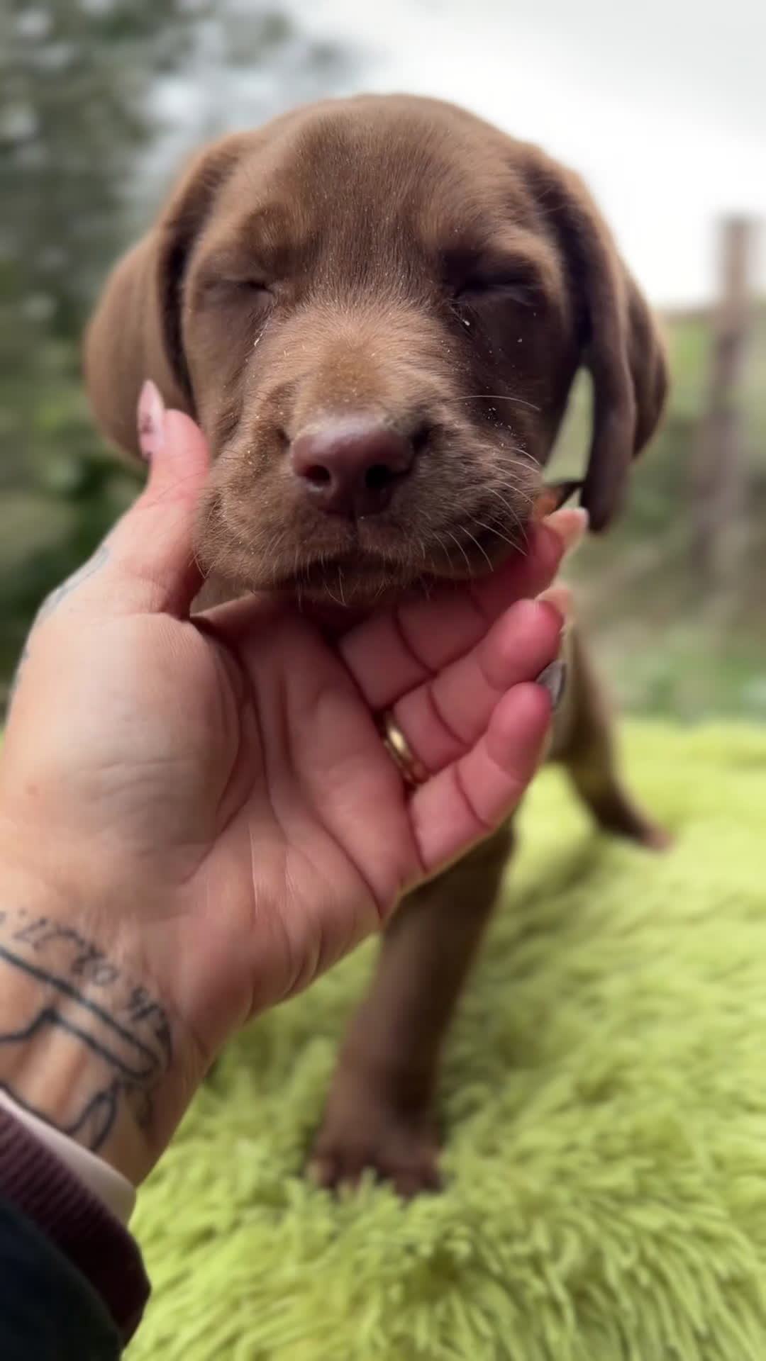 Labrador Retriever perros en venta: Labrador chocolate claro   - Video 1