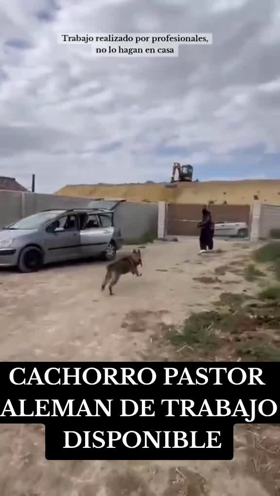 Pastor Alemán perros en venta: PASTOR ALEMAM ADIESTRADOR EN DEFENSA PERSONAL - Video 1