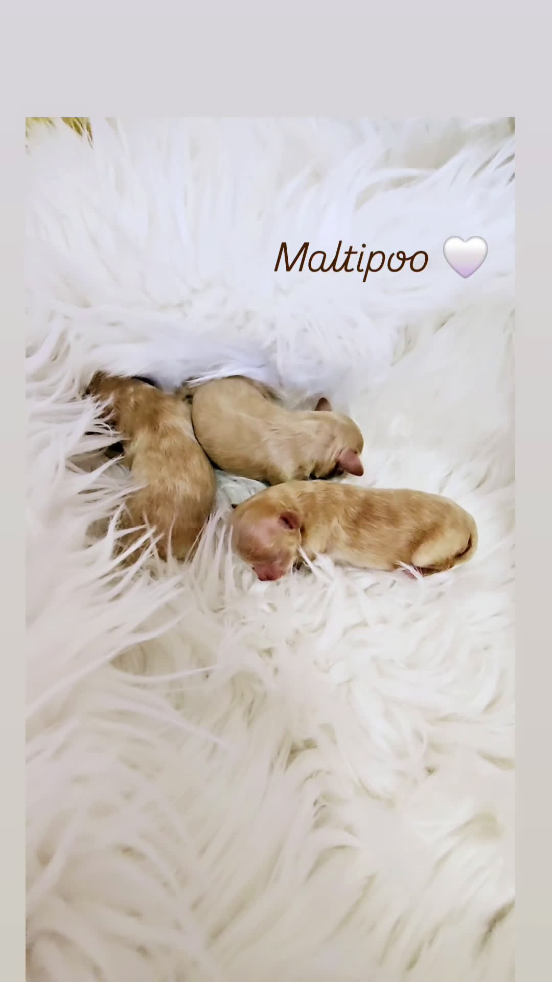 Maltipoo perros en venta: MALTIPOO ASIÁTICO MINIATURA  - Video 1