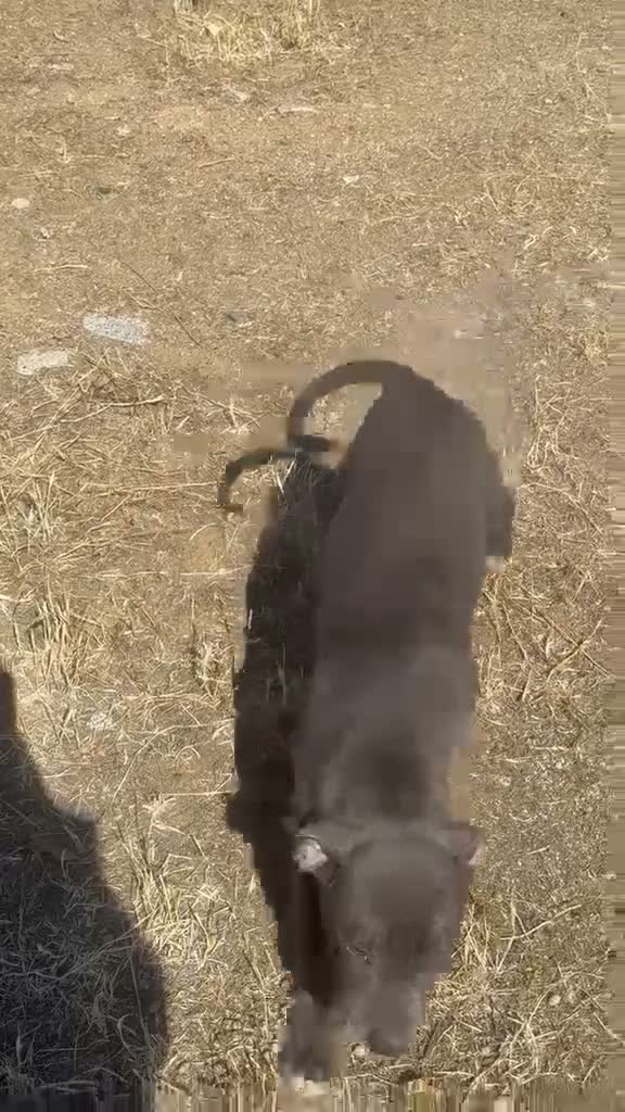 American Bully perros en venta: AMERICAN BULLY CACHORRO - Video 1