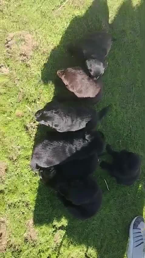 Labrador Retriever perros en venta: Labrador Retriever último macho!! - Video 1