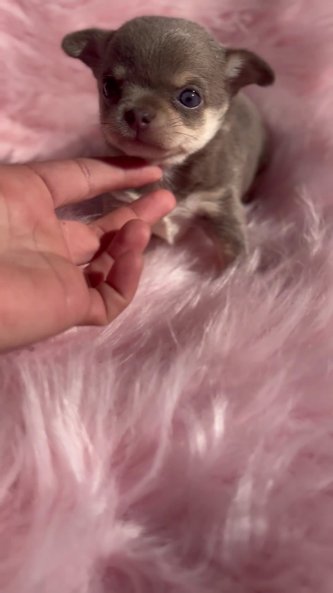 Chihuahua perros en venta: CHIHUAHUA TOY EXÓTICOS  - Video 1