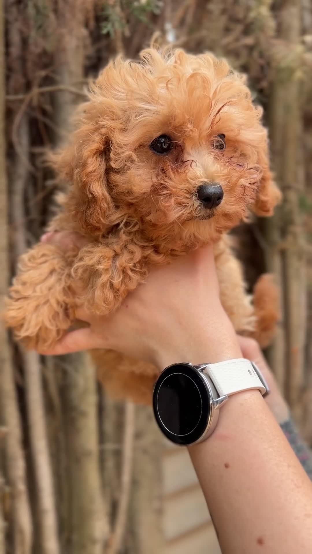 Caniche Toy perros en venta: Caniche Toy hembra  - Video 1