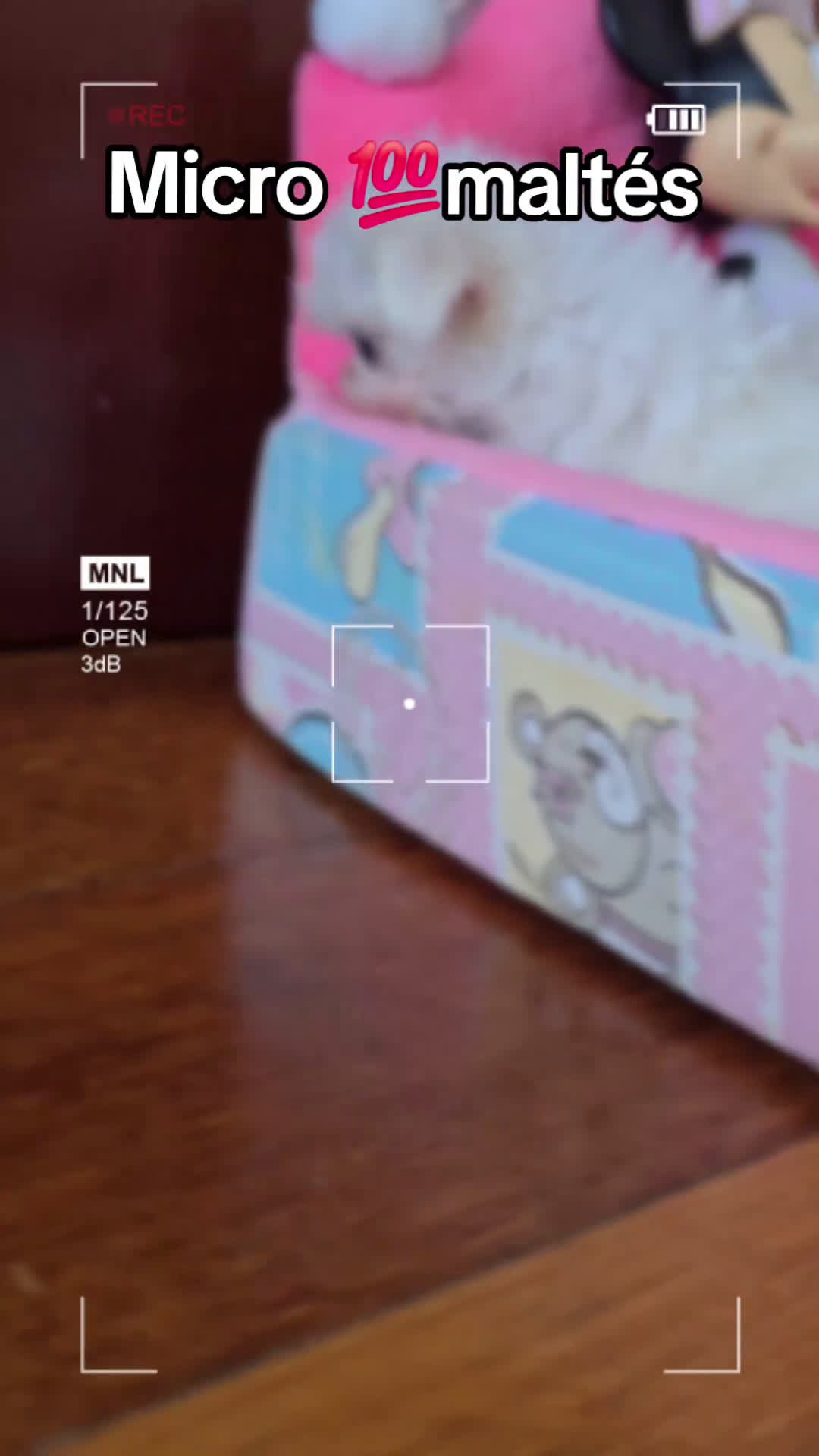 Bichón Maltés perros en venta: Cachorros de Bichón Maltés coreano micro  - Video 1