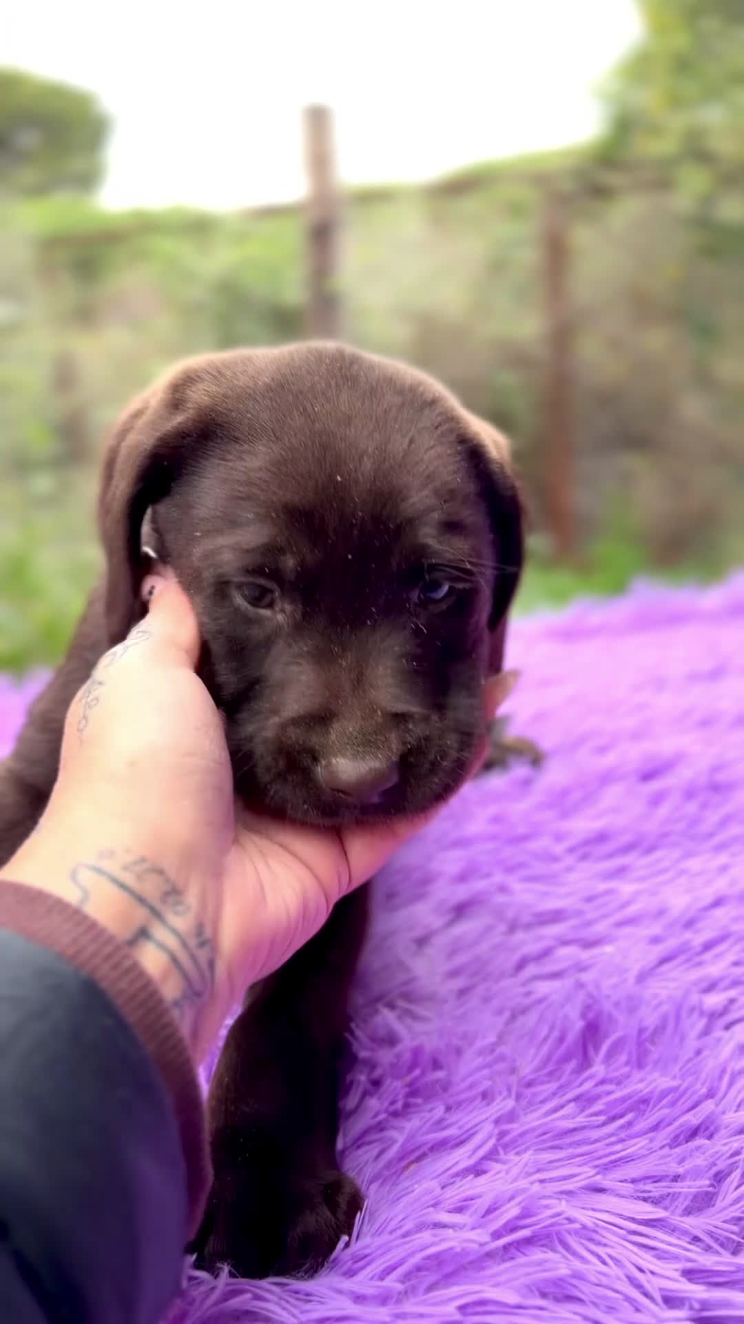 Labrador Retriever perros en venta: Labradora chocolate  - Video 1