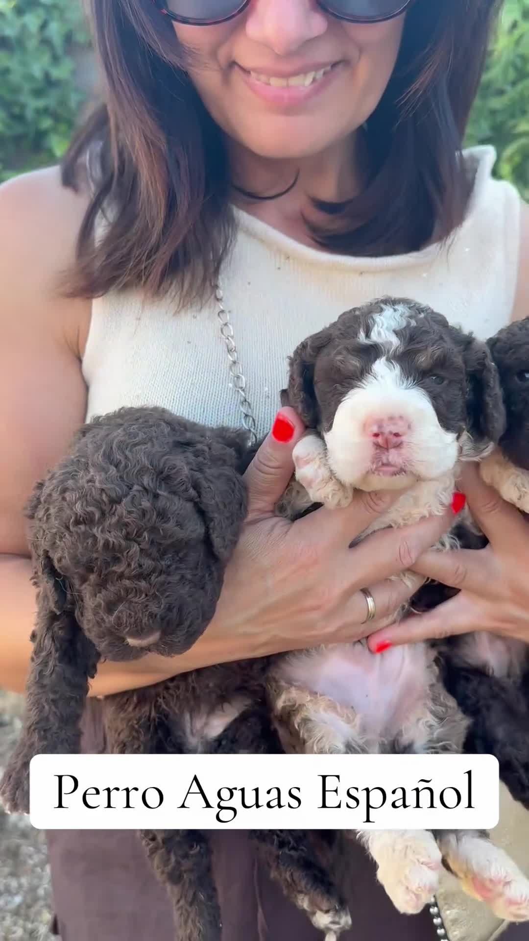 Perro de Agua Español perros en venta: Espectaculares Perro de Agua - Video 1