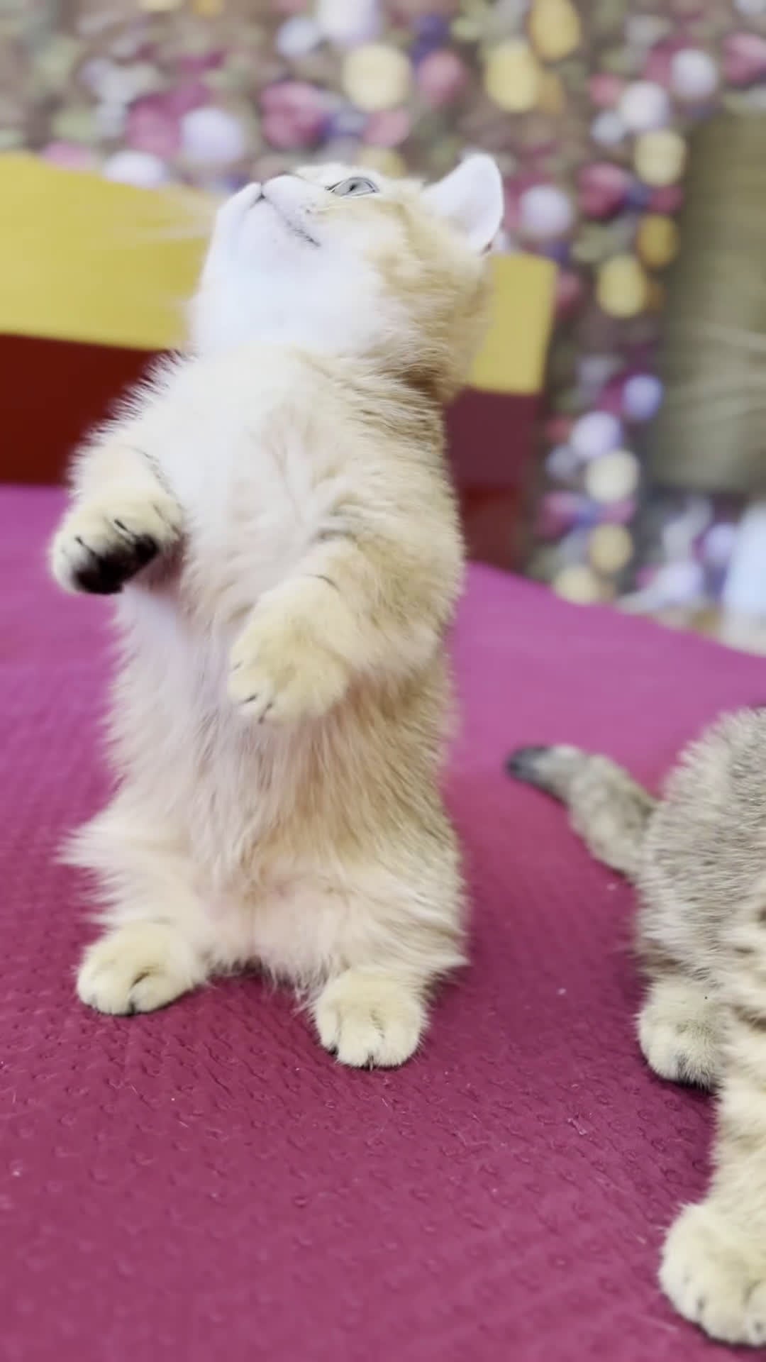 Munchkin gatos en venta: Munchkin gatitos - Video 1