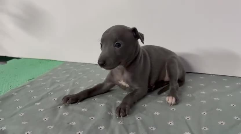 Pequeño Lebrel Italiano perros en venta: Pequeño lebrel italiano - Video 2