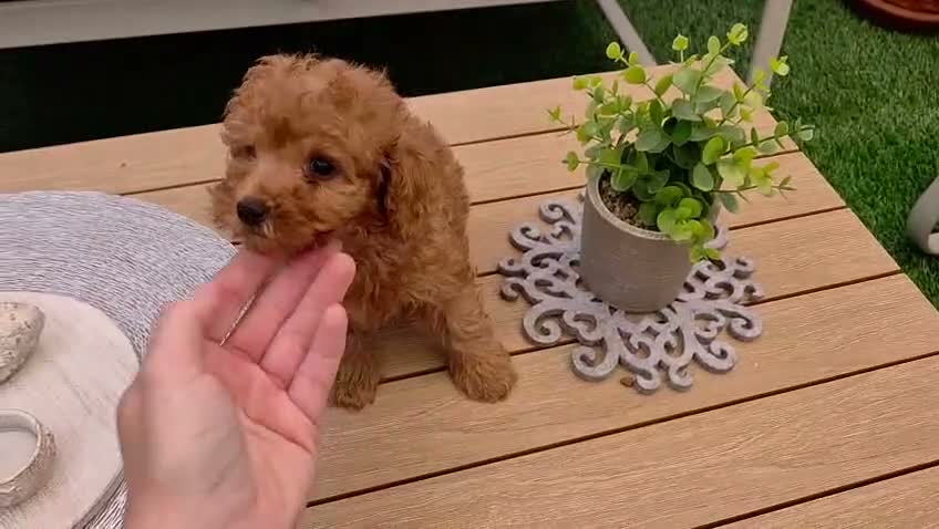 Caniche Toy perros en venta: Caniche toy  - Video 1