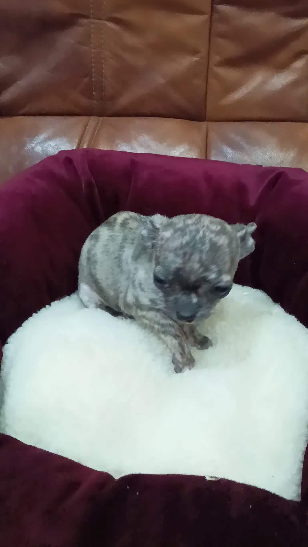 Chihuahua perros en venta: CHIHUAHUA TOY - Video 1