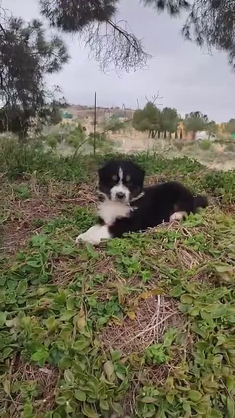 Pastor Australiano perros en venta: PASTOR AUSTRALIANO - Video 1