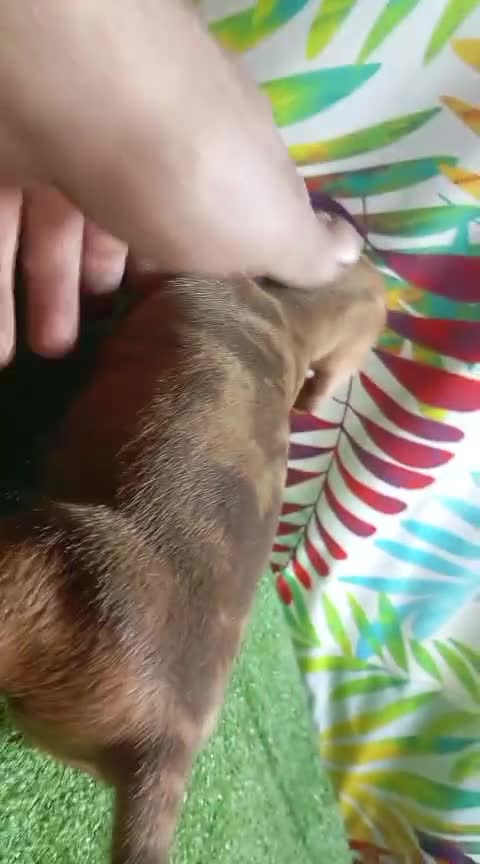 Teckel Miniatura perros en venta: TECKEL MINI ARLEQUIN - Video 1