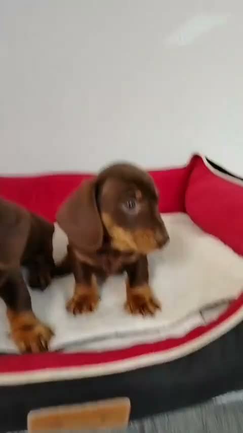 Teckel perros en venta: Teckel - Video 4