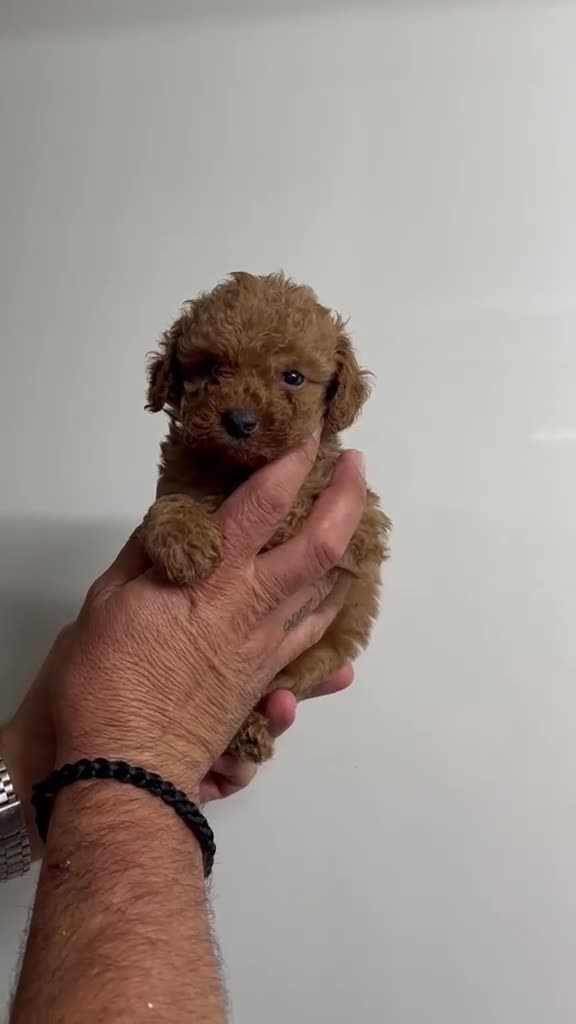 Caniche Toy perros en venta: CANICHE TOY ROJO PIMENTÓN - Video 1