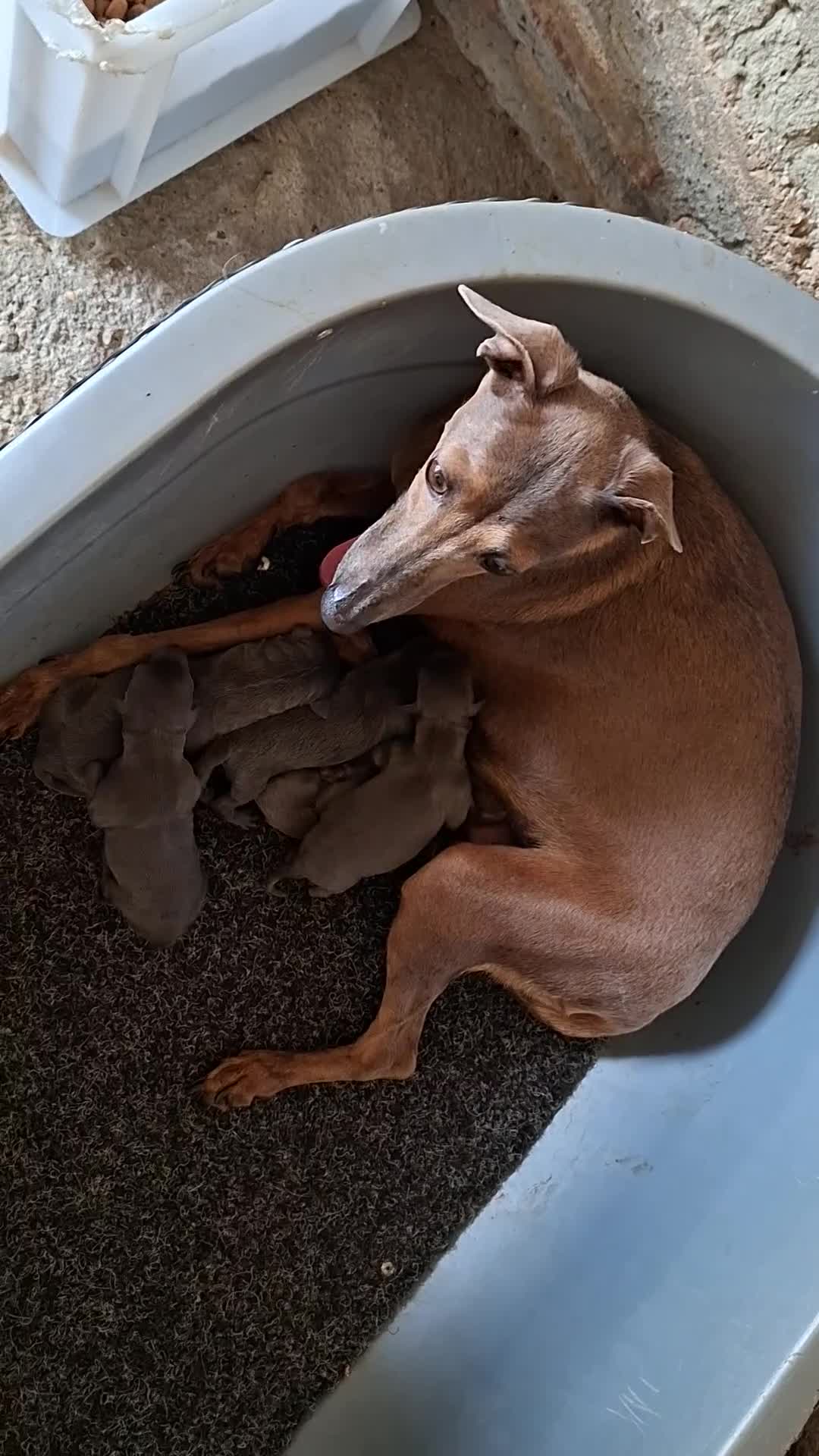 Pequeño Lebrel Italiano perros en venta: Pequeño lebrel italiano - Video 1