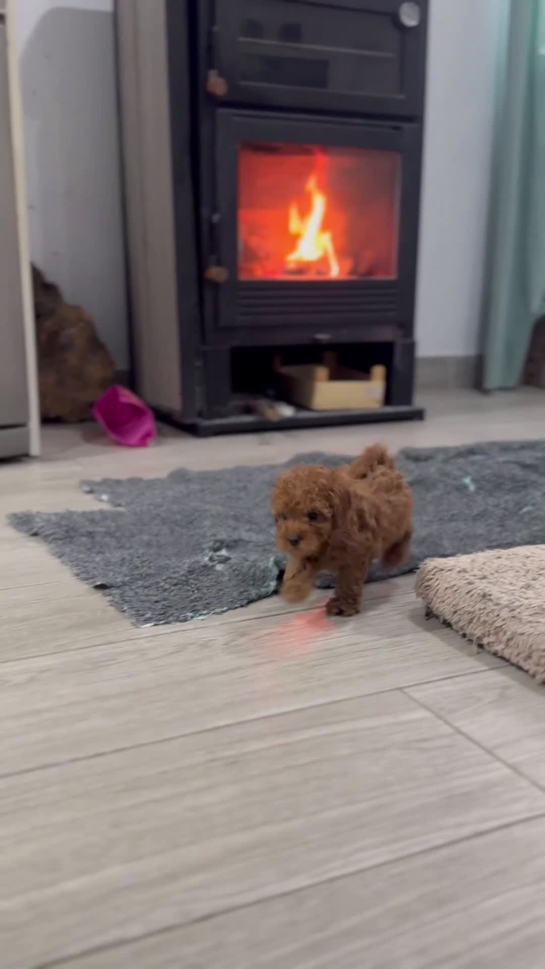 Caniche Toy perros en venta: 🐾 AtoM – Caniche Toy rojo intenso 🔥✨ - Video 1