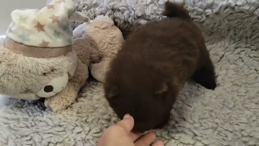 Pomchi perros en venta: Pomchi macho - Video 1