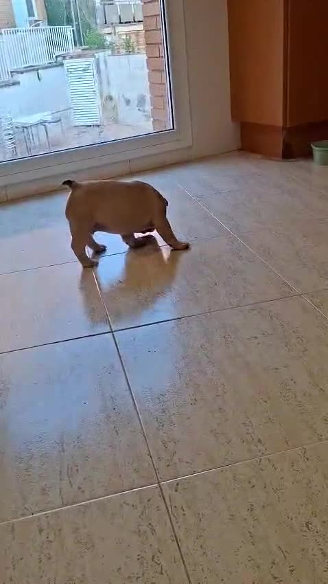 Bulldog Francés perros en venta: Último bulldog francés Fawn !! - Video 1