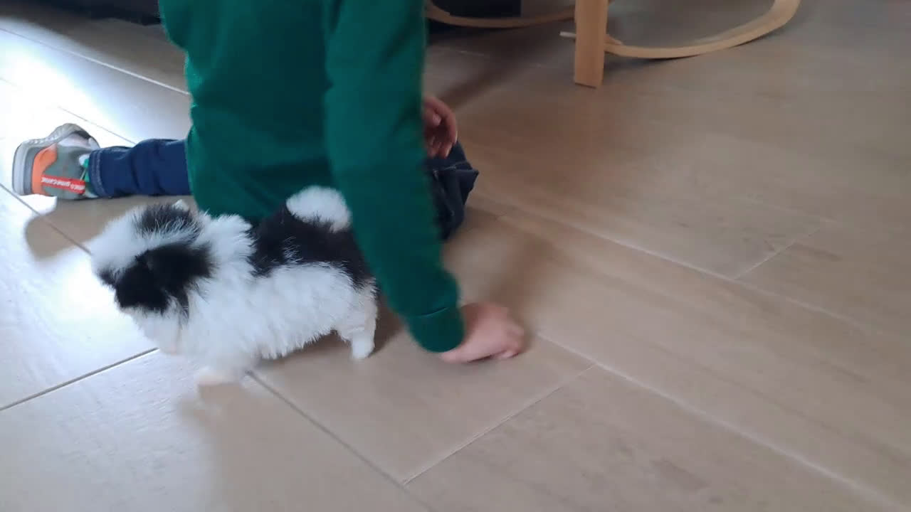 Pomerania perros en venta: Lulu de Pomerania Micro Toy  - Video 2