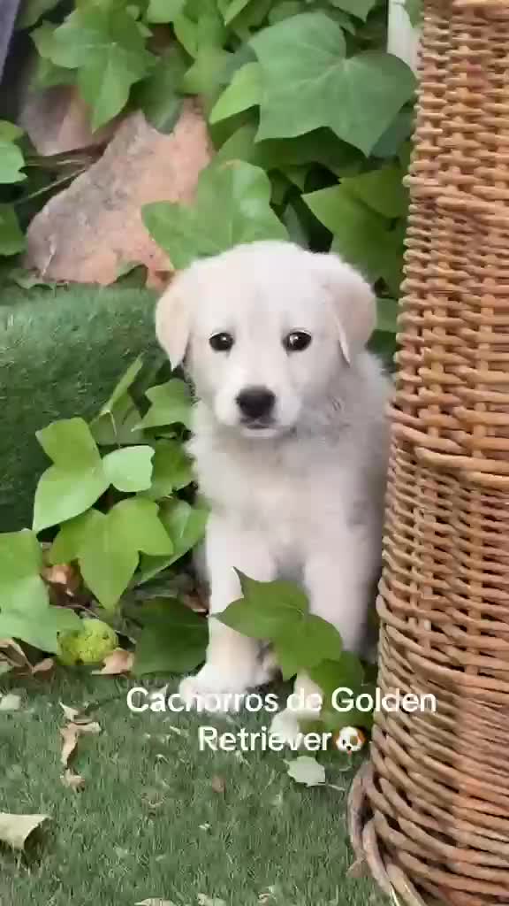 Golden Retriever perros en venta: Disponible Machos de Golden Retriever  - Video 3