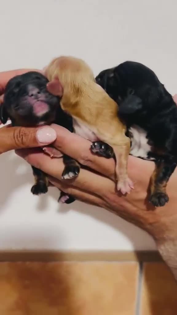 Cocker Spaniel Inglés perros en venta: COCKER HEMBRAS - Video 1