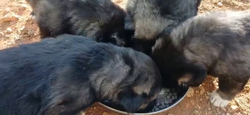 Pastor del Cáucaso perros en venta: Pastores del caucaso - Video 1