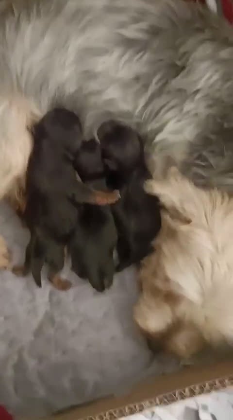 Yorkshire Terrier perros en venta: YORKSHIRE TERRIER - Video 1