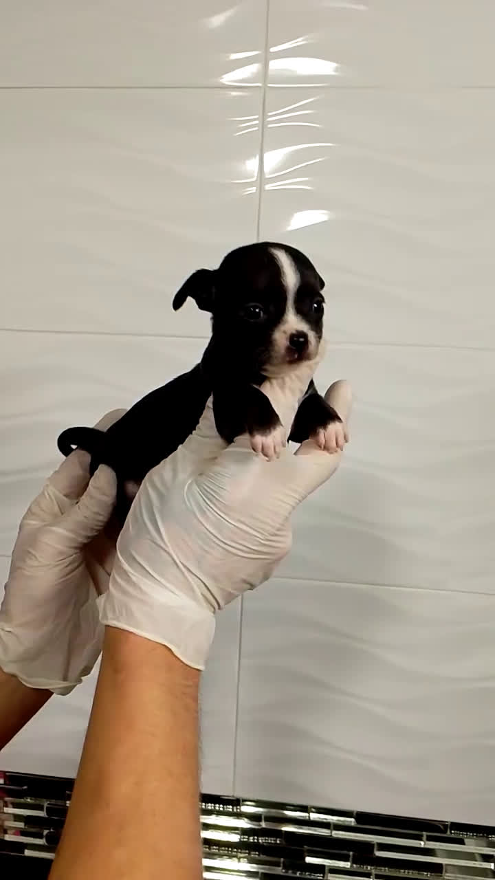 Chihuahua perros en venta: Chihuahua Mini  - Video 1