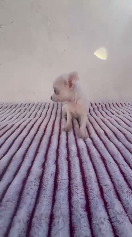 Chihuahua perros en venta: Chihuahua - Video 1