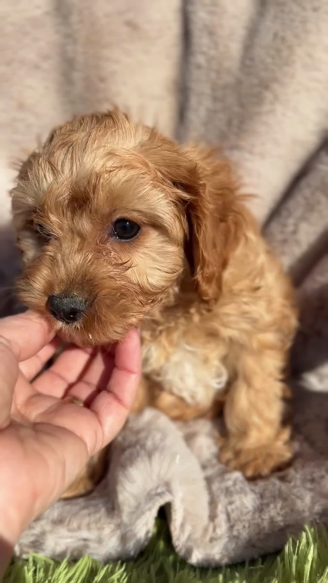 Cavapoo perros en venta: Cavapoo Apricot  - Video 1
