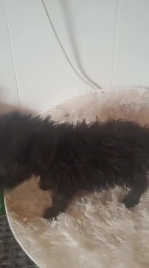 Perro de Agua Español perros en venta: Perro de agua  - Video 1