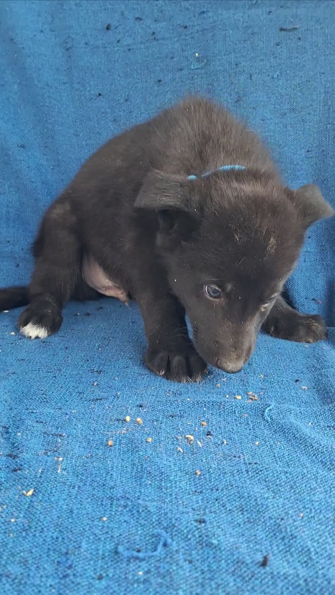 Otras razas perros en venta: PERRO LOBO AMERICANO  - Video 3