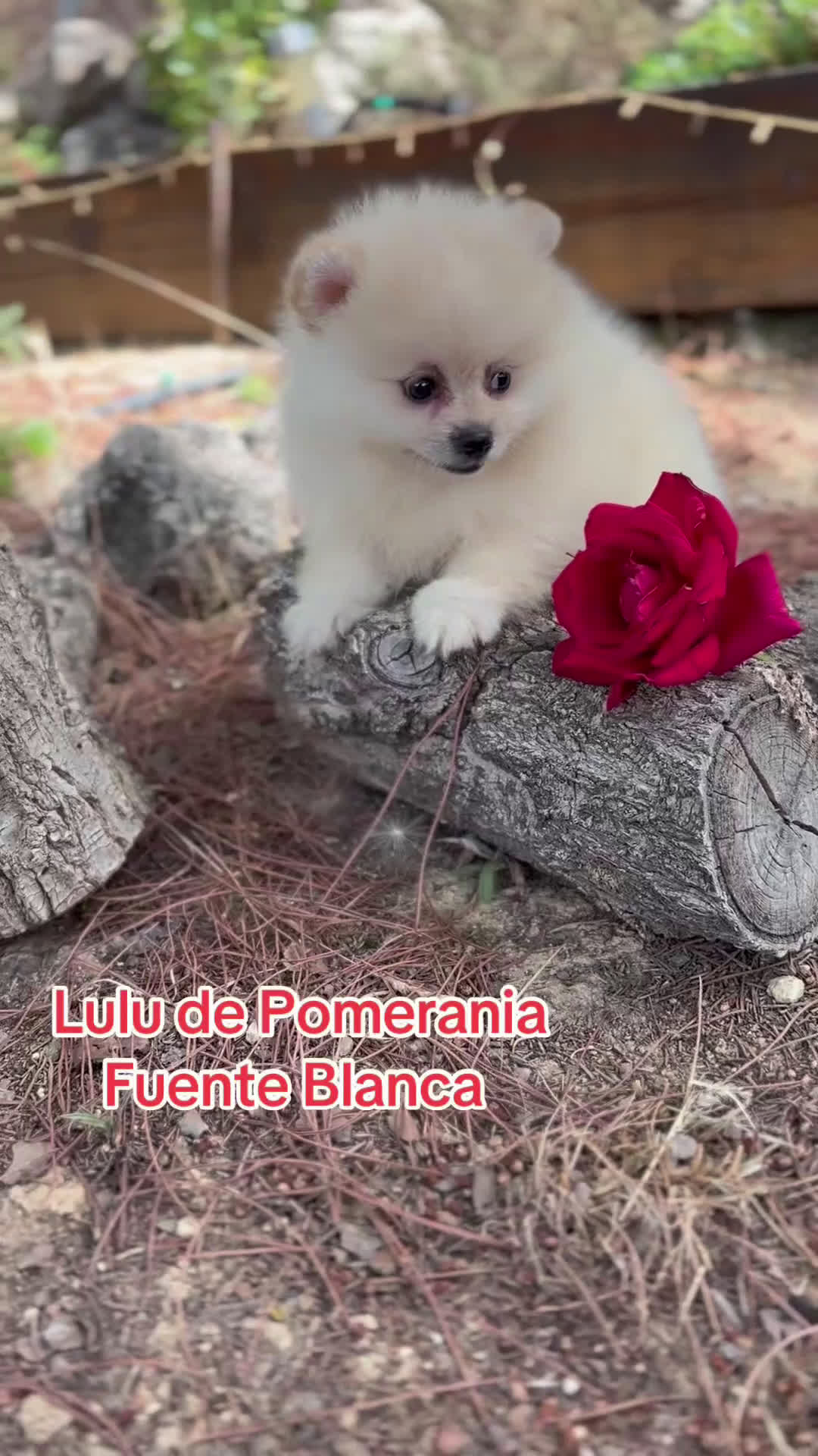 Pomerania perros en venta: Pomerania fotos actuales disponible  - Video 1