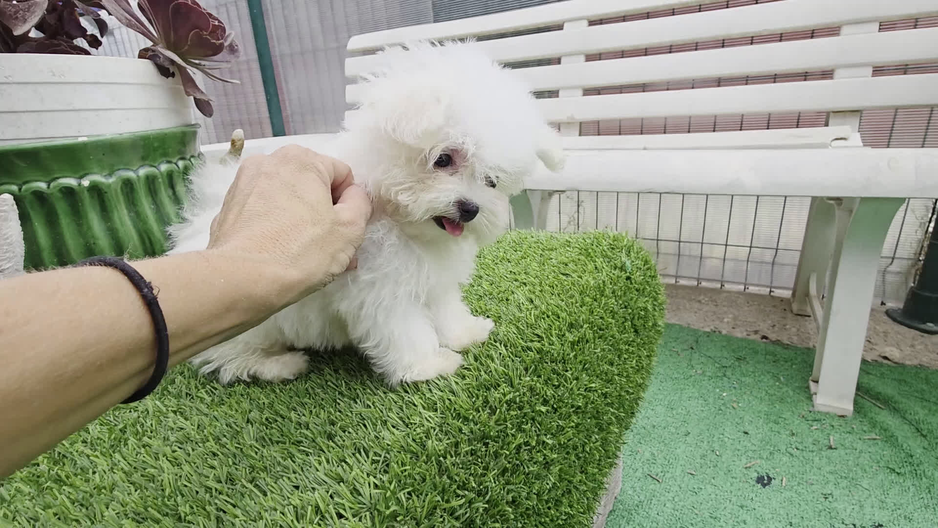 Bichón Maltés perros en venta: Bichon maktes coreano y americano  - Video 1