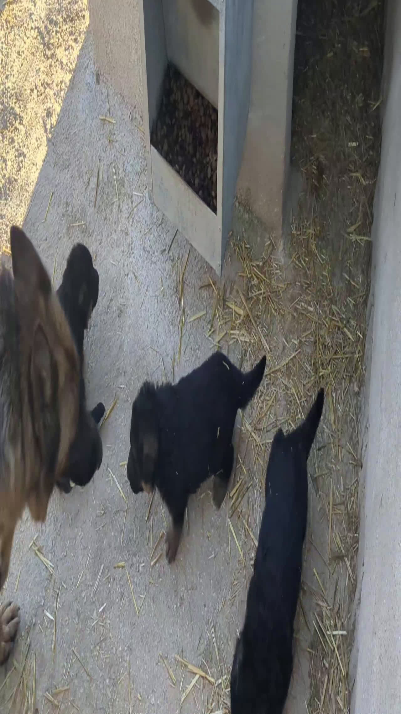 Pastor Alemán perros en venta: nueva camada 1 macho y dos hembras - Video 1