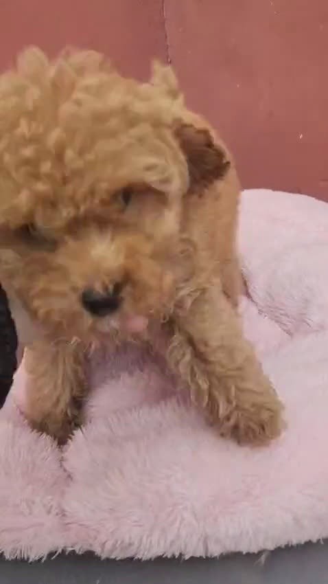 Caniche Toy perros en venta: Caniche precio real  - Video 1