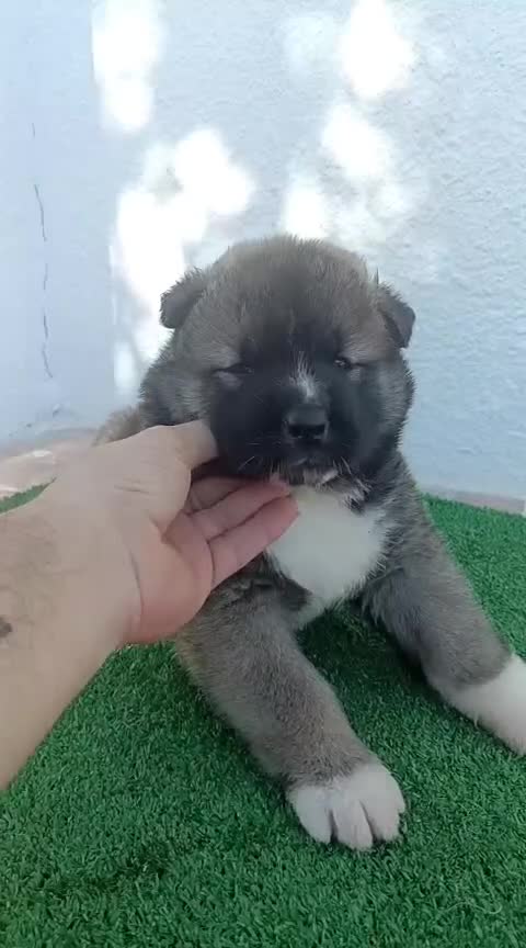 Akita Americano perros en venta: Hembra Akita Americano - Video 1