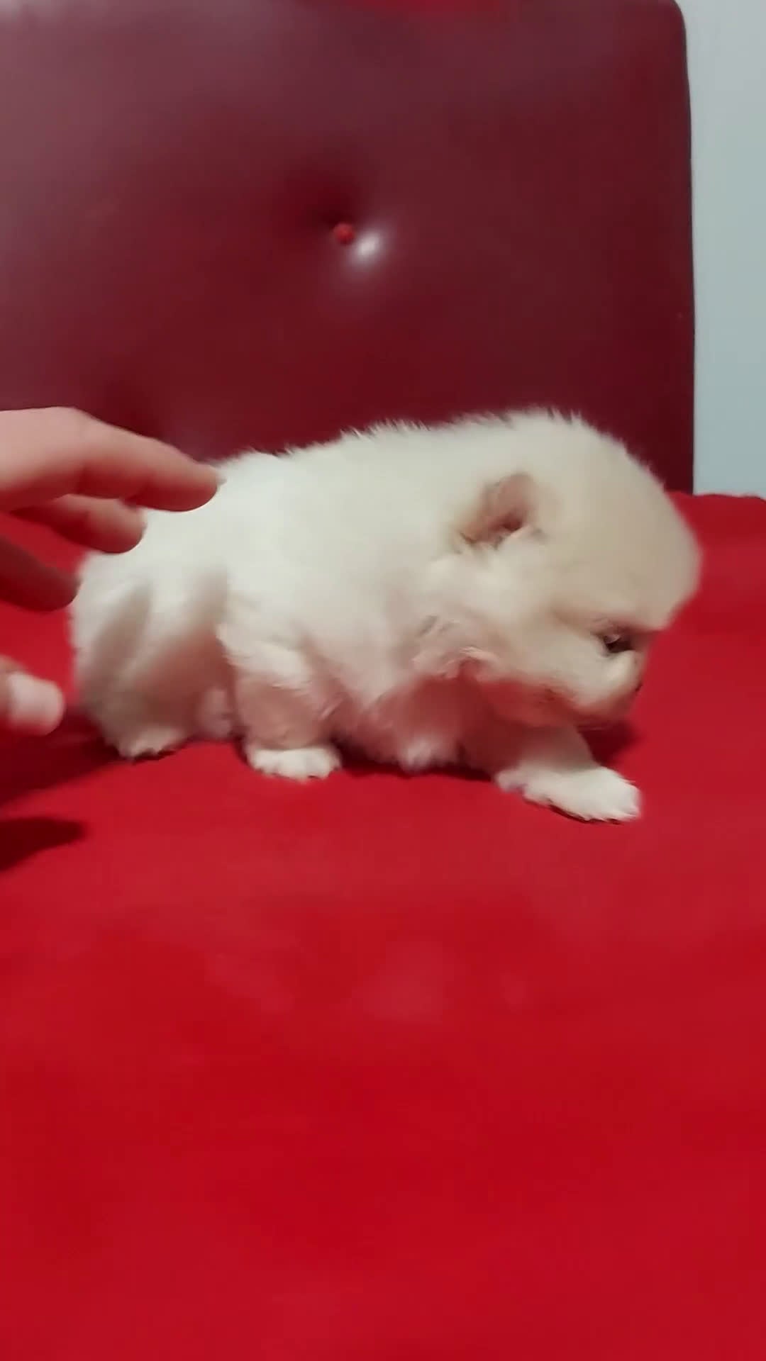 Pomerania perros en venta: Pomerania - Video 1