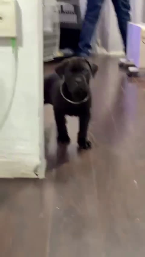 Cane Corso perros en venta: INPRESIONANTES CANE CORSO  - Video 1