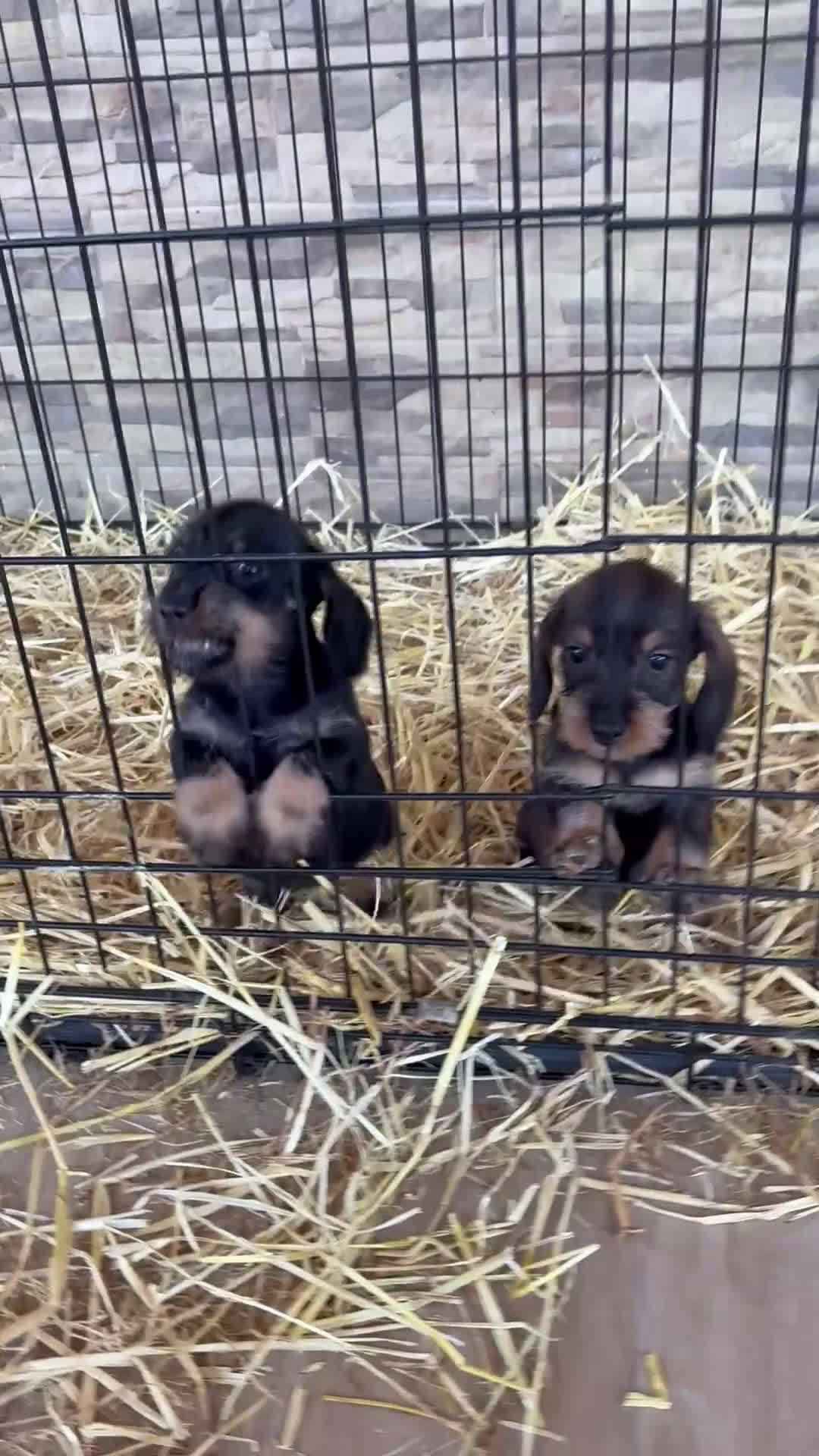 Teckel Miniatura perros en venta: Teckel mini pelo duro  - Video 2