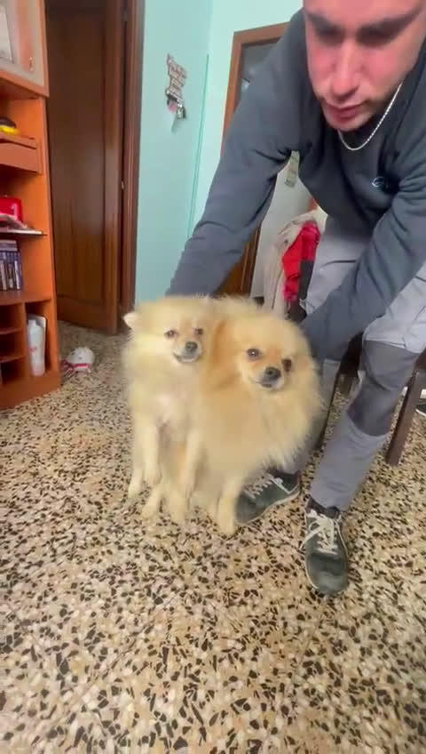 Pomerania perros en venta: Pomerania  - Video 2