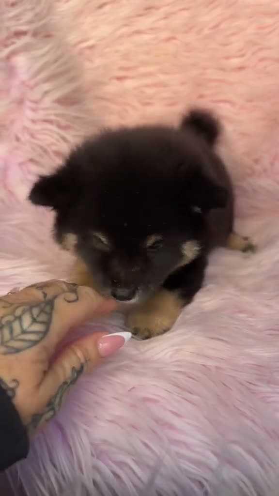 Shiba Inu perros en venta: Hembra Shiba Inu  - Video 1