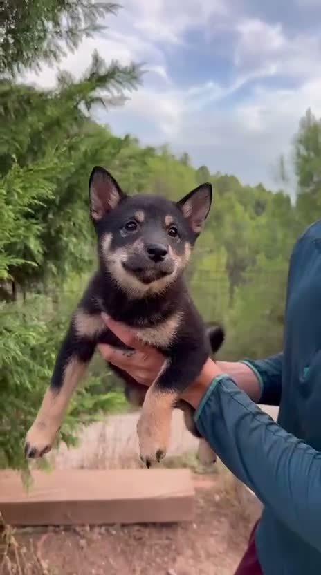 Shiba Inu perros en venta: Cachorros de Shiba Inu en Barcelona - Video 2