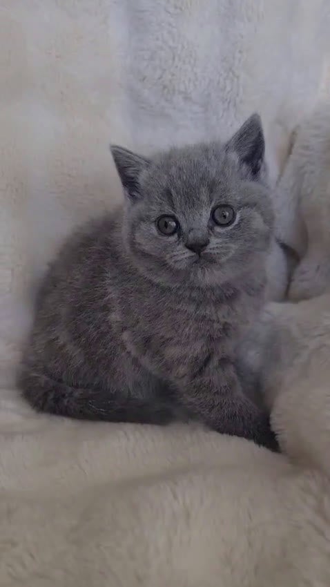 Británico de Pelo Corto Azul gatos en venta: Brithis pelo corto blues disponibles  - Video 3