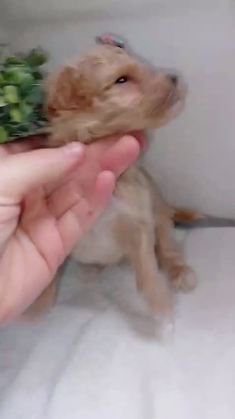 Maltipoo perros en venta: Maltipoo macho  - Video 2